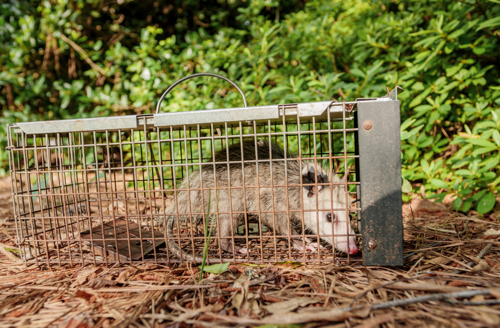 POSSUMS - Advanced Pest Control