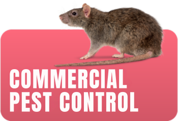 Commercial Pest Control